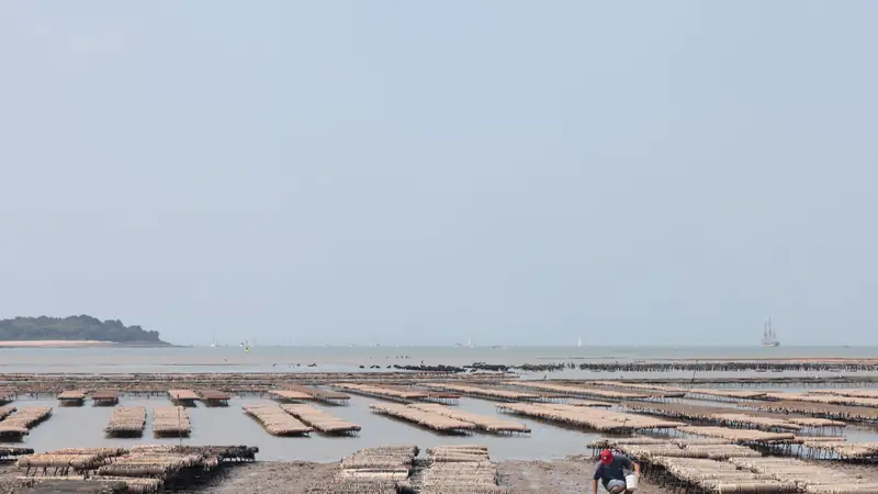 Parc ostréicole à marée basse, rangées de tables à huîtres sur l'estran et voiliers au large