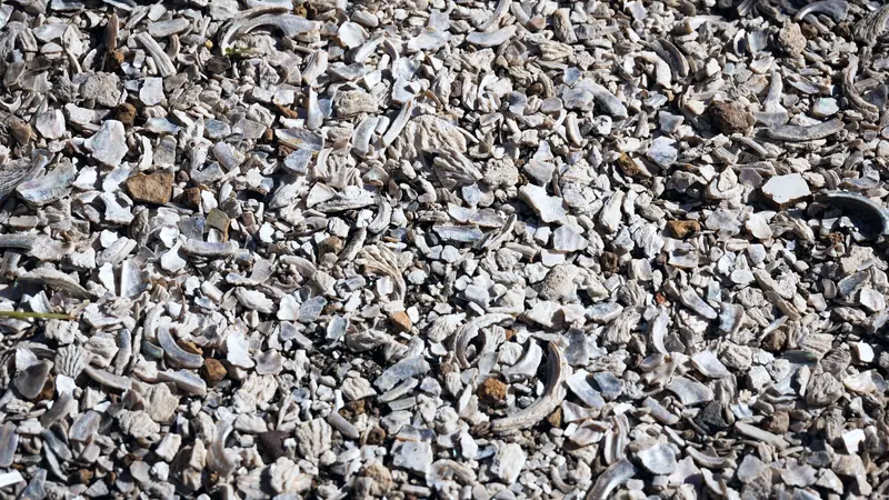 Débris de coquilles d'huîtres nacrées mêlés à des cailloux sur le sol