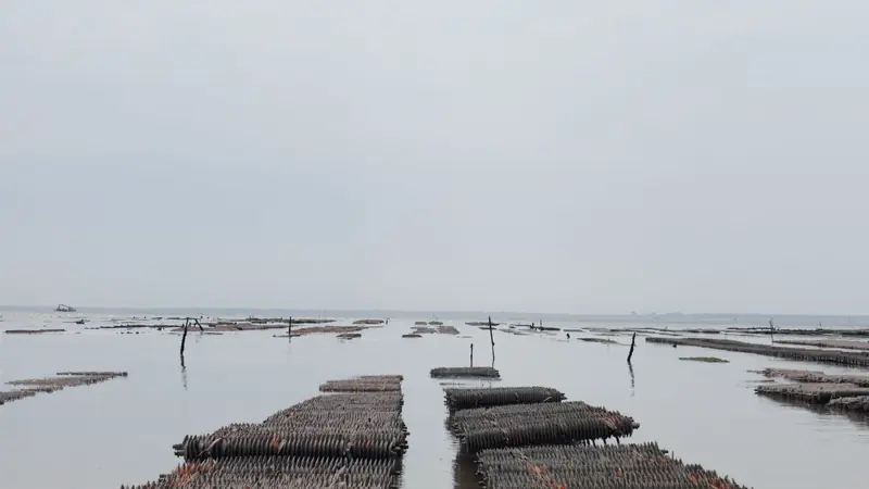 Parc ostréicole à marée basse, rangées de collecteurs alignées dans l'eau peu profonde sous un ciel gris