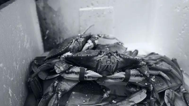 Crabes vivants aux pinces attachées, entassés dans une caisse de poissonnerie, en noir et blanc