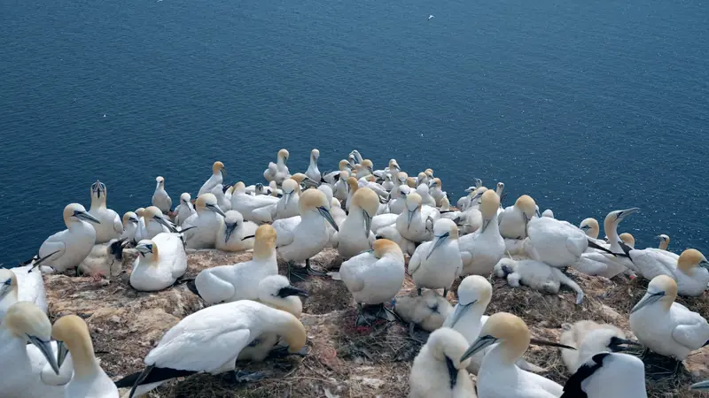 Colonie de fous de Bassan et de leurs poussins au sommet d'une falaise dominant la mer