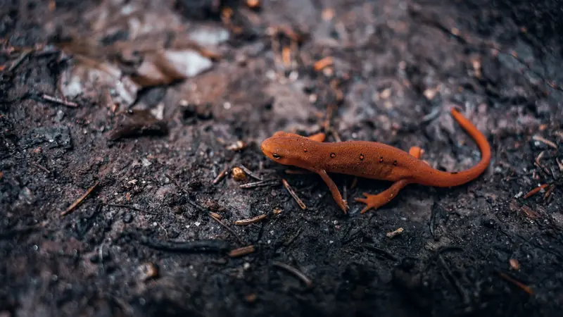 Petit triton orange tacheté de rouge sur un sol forestier humide