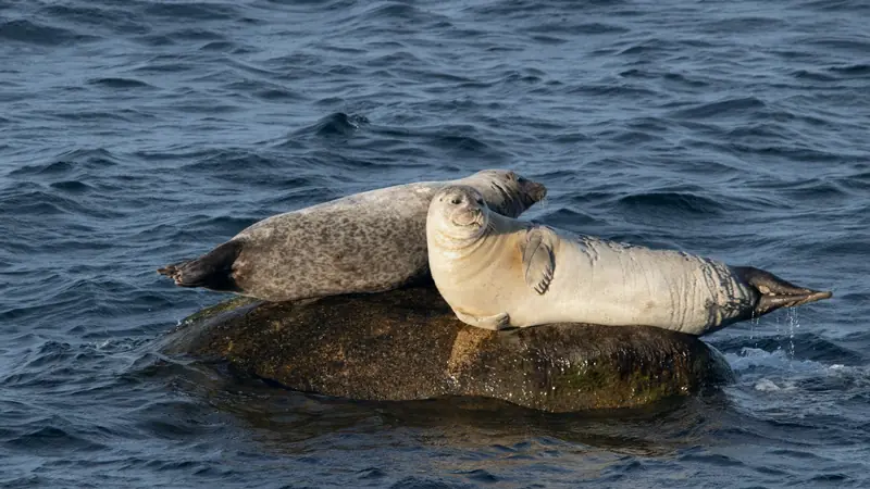 Deux phoques allongés sur un rocher émergé au milieu de la mer