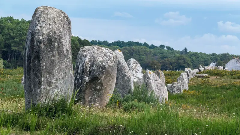 Alignement de menhirs de granit couverts de lichen dans une lande herbeuse bordée de pins