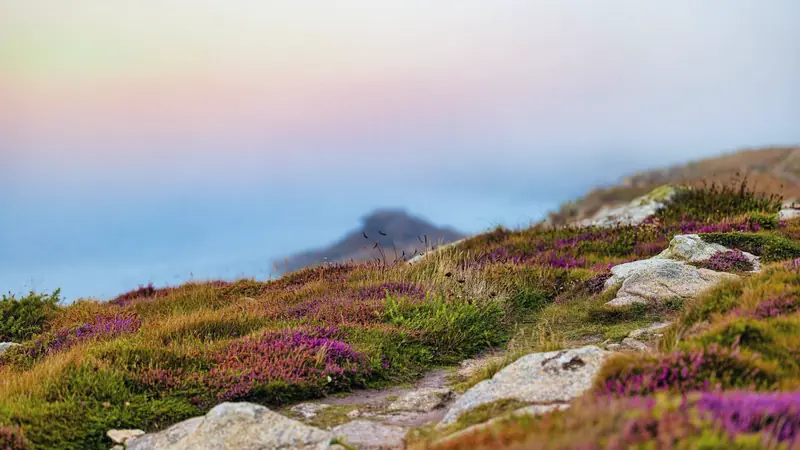 Sentier côtier caillouteux entre bruyères en fleurs, au-dessus d'une mer voilée de brume
