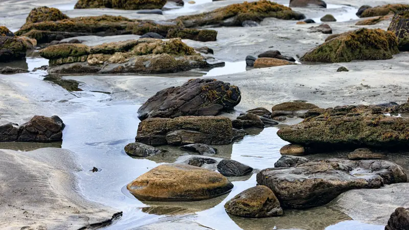 Rochers couverts d'algues et de balanes entre des rigoles d'eau sur un estran sableux à marée basse