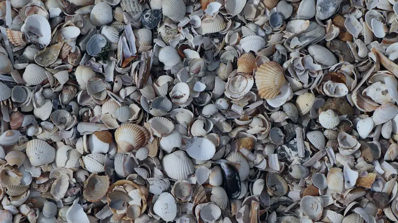 Laisse de mer faite de coquilles vides de coques, de couteaux et de moules sur une plage