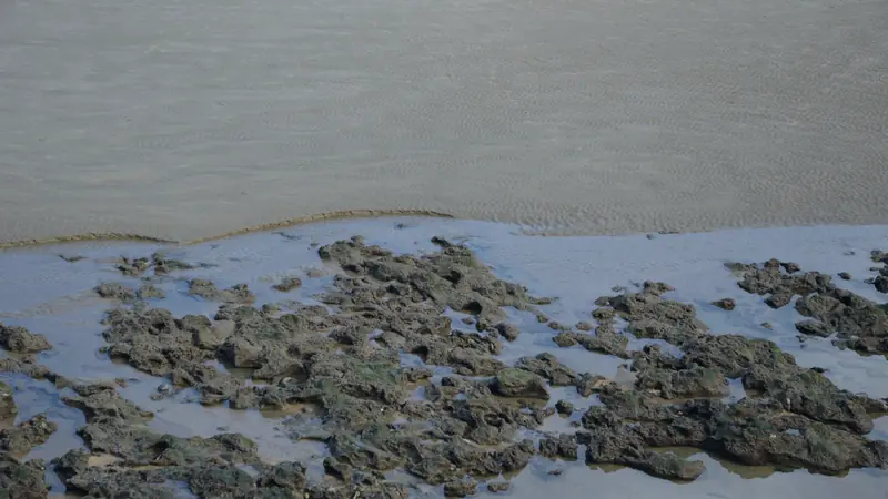 Rochers couverts d'algues découverts par la marée basse au bord d'une étendue de sable mouillé