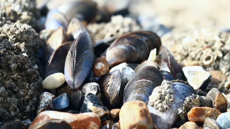 Moules sauvages aux coquilles bleu-noir parmi galets et balanes sur une plage