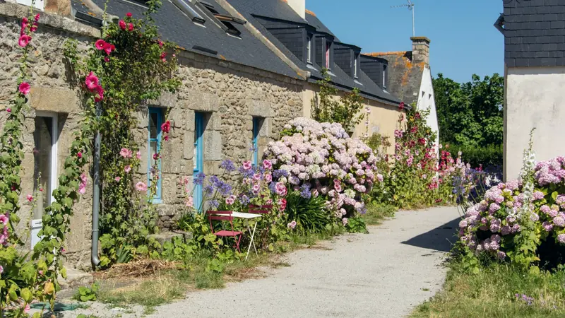 Ruelle de maisons bretonnes en pierre et ardoise bordées d'hortensias et de roses trémières sur l'île d'Hoëdic